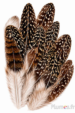 Feldfasan - 7-12 cm - naturbraun